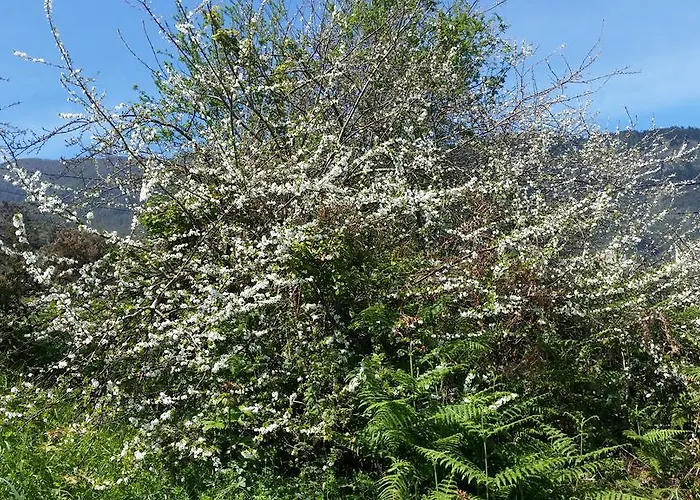 Rural Llanadas